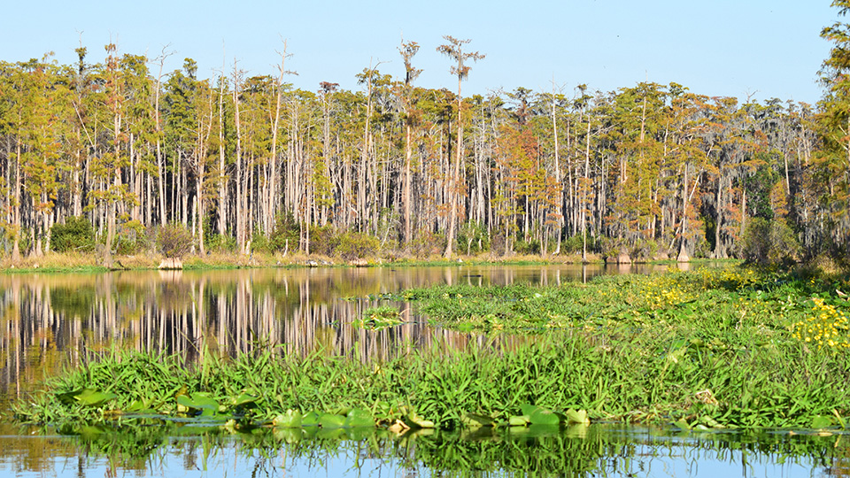 Okefenokee