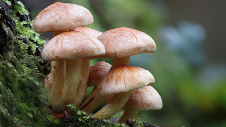Fruiting mushrooms