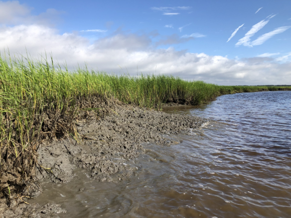 Degraded marsh on Cumberland Island, Georgia.